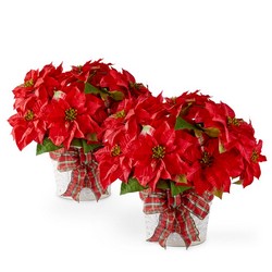 Happiest Holidays Poinsettia from Clifford's where roses are our specialty